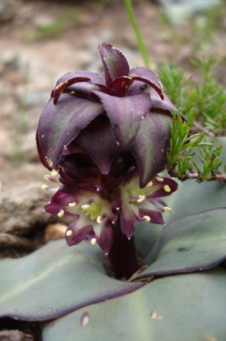 Eucomis schijffii candles in the flowers